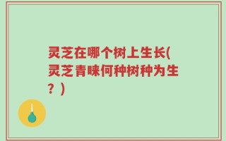灵芝在哪个树上生长(灵芝青睐何种树种为生？)
