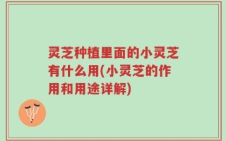 灵芝种植里面的小灵芝有什么用(小灵芝的作用和用途详解)