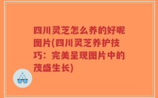 四川灵芝怎么养的好呢图片(四川灵芝养护技巧：完美呈现图片中的茂盛生长)
