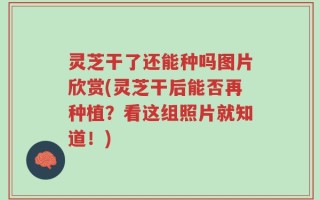 灵芝干了还能种吗图片欣赏(灵芝干后能否再种植？看这组照片就知道！)