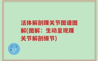 活体解剖踝关节图谱图解(图解：生动呈现踝关节解剖细节)
