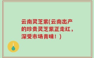 云南灵芝紫(云南出产的珍贵灵芝紫正走红，深受市场青睐！)