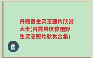 丹霞野生灵芝图片欣赏大全(丹霞景区惊艳野生灵芝照片欣赏合集)
