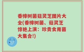 香樟树菌菇灵芝图片大全(香樟树菌、菇灵芝惊艳上演：珍贵食用菌大集合!)