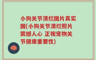 小狗关节溃烂图片真实图(小狗关节溃烂照片震撼人心 正视宠物关节健康重要性)