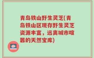 青岛铁山野生灵芝(青岛铁山区现存野生灵芝资源丰富，远离城市喧嚣的天然宝库)