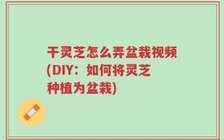 干灵芝怎么弄盆栽视频(DIY：如何将灵芝种植为盆栽)