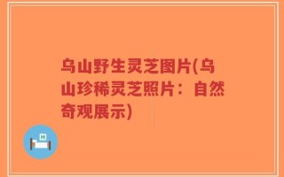 乌山野生灵芝图片(乌山珍稀灵芝照片：自然奇观展示)