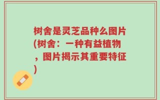树舍是灵芝品种么图片(树舍：一种有益植物，图片揭示其重要特征)