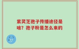 紫灵芝孢子传播途径是啥？孢子粉是怎么来的