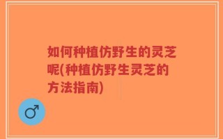 如何种植仿野生的灵芝呢(种植仿野生灵芝的方法指南)