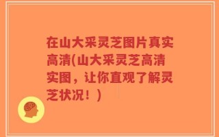 在山大采灵芝图片真实高清(山大采灵芝高清实图，让你直观了解灵芝状况！)