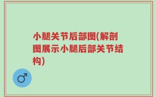 小腿关节后部图(解剖图展示小腿后部关节结构)