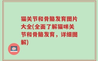 猫关节和骨骼发育图片大全(全面了解猫咪关节和骨骼发育，详细图解)