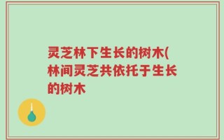 灵芝林下生长的树木(林间灵芝共依托于生长的树木