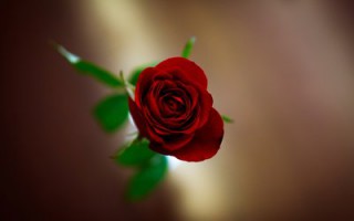 女人长期吃灵芝孢子粉能够保持年轻态吗？
