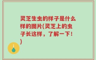 灵芝生虫的样子是什么样的图片(灵芝上的虫子长这样，了解一下！)