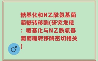 糖基化和N乙酰氨基葡萄糖转移酶(研究发现：糖基化与N乙酰氨基葡萄糖转移酶密切相关)