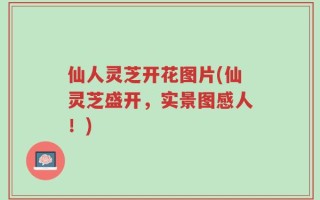 仙人灵芝开花图片(仙灵芝盛开，实景图感人！)