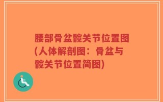 腰部骨盆髋关节位置图(人体解剖图：骨盆与髋关节位置简图)