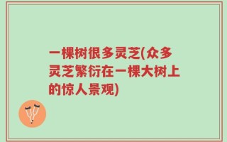 一棵树很多灵芝(众多灵芝繁衍在一棵大树上的惊人景观)