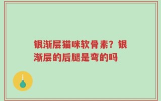 银渐层猫咪软骨素？银渐层的后腿是弯的吗