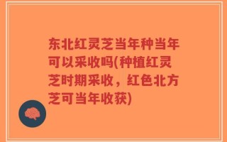 东北红灵芝当年种当年可以采收吗(种植红灵芝时期采收，红色北方芝可当年收获)