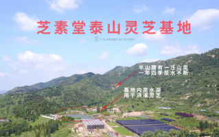 野生灵芝怎么样？灵芝类制品什么样的好？