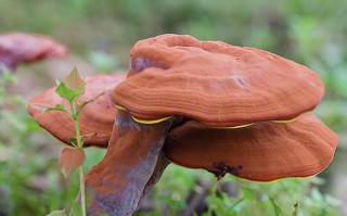 灵芝孢子粉糖尿病糖尿病人可以吃吗？灵芝孢子粉糖尿病能吃吗？