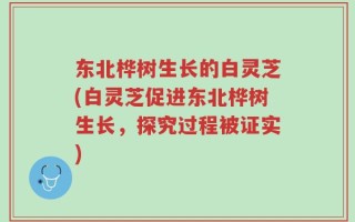 东北桦树生长的白灵芝(白灵芝促进东北桦树生长，探究过程被证实)