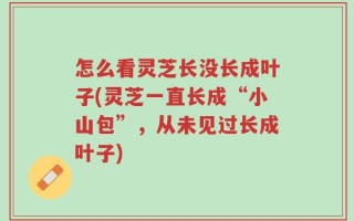 怎么看灵芝长没长成叶子(灵芝一直长成“小山包”，从未见过长成叶子)