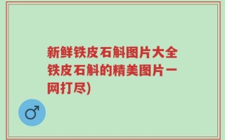 新鲜铁皮石斛图片大全铁皮石斛的精美图片一网打尽)