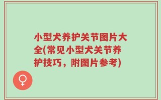 小型犬养护关节图片大全(常见小型犬关节养护技巧，附图片参考)