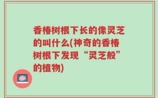 香椿树根下长的像灵芝的叫什么(神奇的香椿树根下发现“灵芝般”的植物)