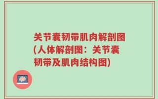 关节囊韧带肌肉解剖图(人体解剖图：关节囊韧带及肌肉结构图)