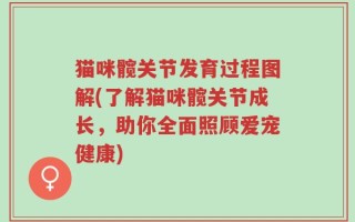 猫咪髋关节发育过程图解(了解猫咪髋关节成长，助你全面照顾爱宠健康)