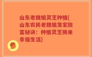 山东老魏姐灵芝种植(山东农民老魏姐发家致富秘诀：种植灵芝换来幸福生活)