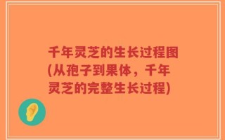千年灵芝的生长过程图(从孢子到果体，千年灵芝的完整生长过程)