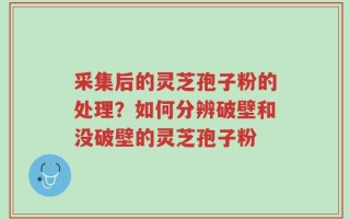 采集后的灵芝孢子粉的处理？如何分辨破壁和没破壁的灵芝孢子粉