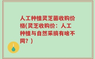 人工种植灵芝菌收购价格(灵芝收购价：人工种植与自然采摘有啥不同？)