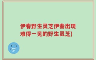 伊春野生灵芝伊春出现难得一见的野生灵芝)