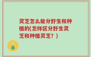 灵芝怎么能分野生和种植的(怎样区分野生灵芝和种植灵芝？)