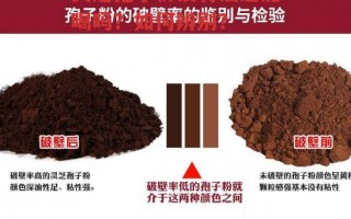 灵芝孢子粉没有油还能喝吗？如何辨别？