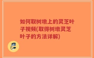 如何取树墩上的灵芝叶子视频(取得树墩灵芝叶子的方法详解)