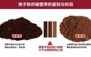 灵芝孢子粉破壁有什么作用？破壁灵芝孢子粉更好吗？
