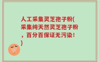 人工采集灵芝孢子粉(采集纯天然灵芝孢子粉，百分百保证无污染！)