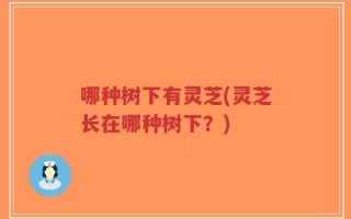 哪种树下有灵芝(灵芝长在哪种树下？)
