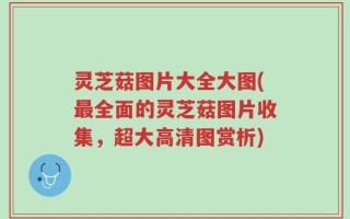 灵芝菇图片大全大图(最全面的灵芝菇图片收集，超大高清图赏析)
