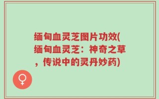 缅甸血灵芝图片功效(缅甸血灵芝：神奇之草，传说中的灵丹妙药)
