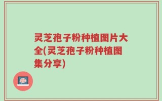 灵芝孢子粉种植图片大全(灵芝孢子粉种植图集分享)